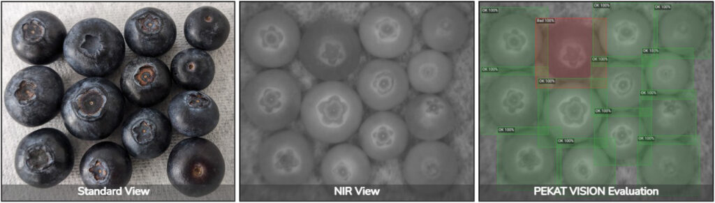 Blueberries seen under different light and classified with PEKAT VISION