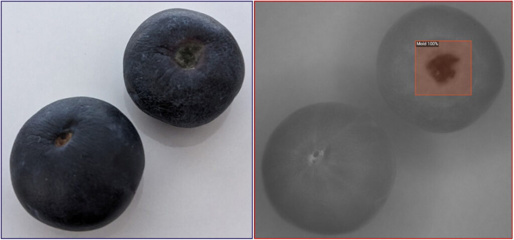 Mold on blueberries seen under visible light and NIR